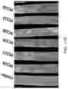 Fig. 30 - WHEAT STEM RUST RESISTANCE GENES AND METHODS OF USE