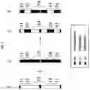 Fig. 07 - ARTIFICIAL RECOMBINANT CHROMOSOME AND USE THEREOF