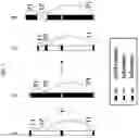 Fig. 08 - ARTIFICIAL RECOMBINANT CHROMOSOME AND USE THEREOF
