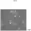 Fig. 28 - ARTIFICIAL RECOMBINANT CHROMOSOME AND USE THEREOF