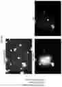 Fig. 30 - ARTIFICIAL RECOMBINANT CHROMOSOME AND USE THEREOF