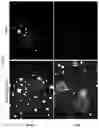 Fig. 32 - ARTIFICIAL RECOMBINANT CHROMOSOME AND USE THEREOF