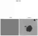 Fig. 33 - ARTIFICIAL RECOMBINANT CHROMOSOME AND USE THEREOF