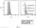 Fig. 02 - Method for Producing Virus-Infected Cell Line and Animal Model