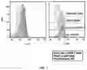 Fig. 07 - Method for Producing Virus-Infected Cell Line and Animal Model