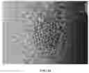 Fig. 10 - Method for Producing Virus-Infected Cell Line and Animal Model