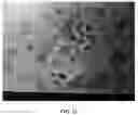 Fig. 12 - Method for Producing Virus-Infected Cell Line and Animal Model