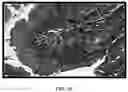 Fig. 16 - Method for Producing Virus-Infected Cell Line and Animal Model