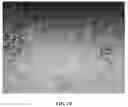 Fig. 19 - Method for Producing Virus-Infected Cell Line and Animal Model