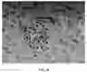 Fig. 20 - Method for Producing Virus-Infected Cell Line and Animal Model