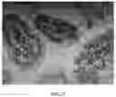 Fig. 22 - Method for Producing Virus-Infected Cell Line and Animal Model