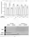 Fig. 06 - Plakophillin-2 gene therapy methods and compositions