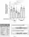 Fig. 09 - Plakophillin-2 gene therapy methods and compositions