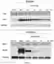 Fig. 10 - Plakophillin-2 gene therapy methods and compositions
