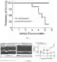 Fig. 16 - Plakophillin-2 gene therapy methods and compositions