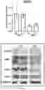 Fig. 20 - Plakophillin-2 gene therapy methods and compositions
