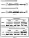 Fig. 23 - Plakophillin-2 gene therapy methods and compositions