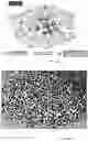 Fig. 15 - MSBI SEQUENCES AS AN EARLY MARKER FOR THE FUTURE DEVELOPMENT OF CANCER AND DISEASES OF THE CNS AND AS A TARGET FOR THE TREATMENT AND PREVENTION OF THESE DISEASES