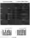 Fig. 04 - GENETIC TARGETING OF CELLULAR OR NEURONAL SUB-POPULATIONS