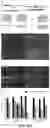 Fig. 08 - GENETIC TARGETING OF CELLULAR OR NEURONAL SUB-POPULATIONS