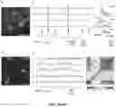 Fig. 09 - GENETIC TARGETING OF CELLULAR OR NEURONAL SUB-POPULATIONS