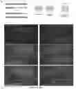Fig. 14 - GENETIC TARGETING OF CELLULAR OR NEURONAL SUB-POPULATIONS