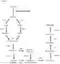 Fig. 04 - RECOMBINANT HOST CELLS WITH IMPROVED PRODUCTION OF L-DOPA, DOPAMINE, S-NOROCLAURINE OR DERIVATIVES THEREOF