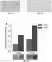 Fig. 03 - HOST YEAST CELLS AND METHODS USEFUL FOR PRODUCING INDIGOIDINE