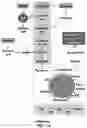 Fig. 12 - HOST YEAST CELLS AND METHODS USEFUL FOR PRODUCING INDIGOIDINE
