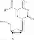 Fig. 11 - Compositions and methods related to nucleic acid synthesis