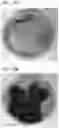 Fig. 25 - SPECTROSCOPIC METHODS, REAGENTS AND SYSTEMS TO DETECT, IDENTIFY, AND CHARACTERIZE BACTERIA FOR ANTIMICROBIAL SUSCEPTIBLITY