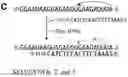 Fig. 01 - NOVEL ENZYMATIC METHODS TO GENERATE HIGH YIELDS OF SEQUENCE SPECIFIC RNAS WITH EXTREME PRECISION