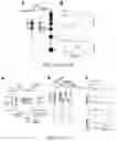 Fig. 07 - NOVEL ENZYMATIC METHODS TO GENERATE HIGH YIELDS OF SEQUENCE SPECIFIC RNAS WITH EXTREME PRECISION