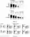 Fig. 09 - NOVEL ENZYMATIC METHODS TO GENERATE HIGH YIELDS OF SEQUENCE SPECIFIC RNAS WITH EXTREME PRECISION