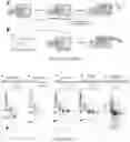 Fig. 10 - NOVEL ENZYMATIC METHODS TO GENERATE HIGH YIELDS OF SEQUENCE SPECIFIC RNAS WITH EXTREME PRECISION