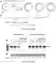 Fig. 12 - NOVEL ENZYMATIC METHODS TO GENERATE HIGH YIELDS OF SEQUENCE SPECIFIC RNAS WITH EXTREME PRECISION
