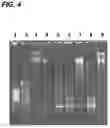 Fig. 07 - ENHANCEMENT OF NUCLEIC ACID POLYMERIZATION BY AROMATIC COMPOUNDS