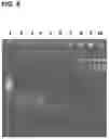 Fig. 08 - ENHANCEMENT OF NUCLEIC ACID POLYMERIZATION BY AROMATIC COMPOUNDS
