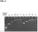 Fig. 11 - ENHANCEMENT OF NUCLEIC ACID POLYMERIZATION BY AROMATIC COMPOUNDS