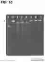Fig. 13 - ENHANCEMENT OF NUCLEIC ACID POLYMERIZATION BY AROMATIC COMPOUNDS