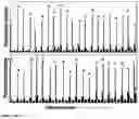 Fig. 23 - Synthesis of cleavable fluorescent nucleotides as reversible terminators for DNA sequencing by synthesis
