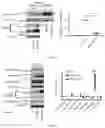 Fig. 27 - COMPOSITIONS AND METHODS FOR THE DIAGNOSIS AND TREATMENT OF LYMPHATIC SYSTEM DISORDERS