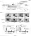 Fig. 28 - COMPOSITIONS AND METHODS FOR THE DIAGNOSIS AND TREATMENT OF LYMPHATIC SYSTEM DISORDERS
