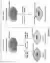 Fig. 12 - Targeting treatment for ADAM30 in pathological cells