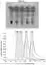 Fig. 06 - Methods and compositions for influenza a virus subtyping