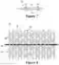 Fig. 05 - Article with at least two securable inlaid strands