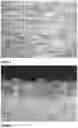 Fig. 02 - Packaging material and an oral pouched snuff product