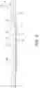 Fig. 04 - Method for leak testing and reference leak device for leak testing