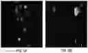 Fig. 06 - SYSTEMS AND METHODS FOR IDENTIFYING RARE CELLS