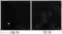 Fig. 12 - SYSTEMS AND METHODS FOR IDENTIFYING RARE CELLS